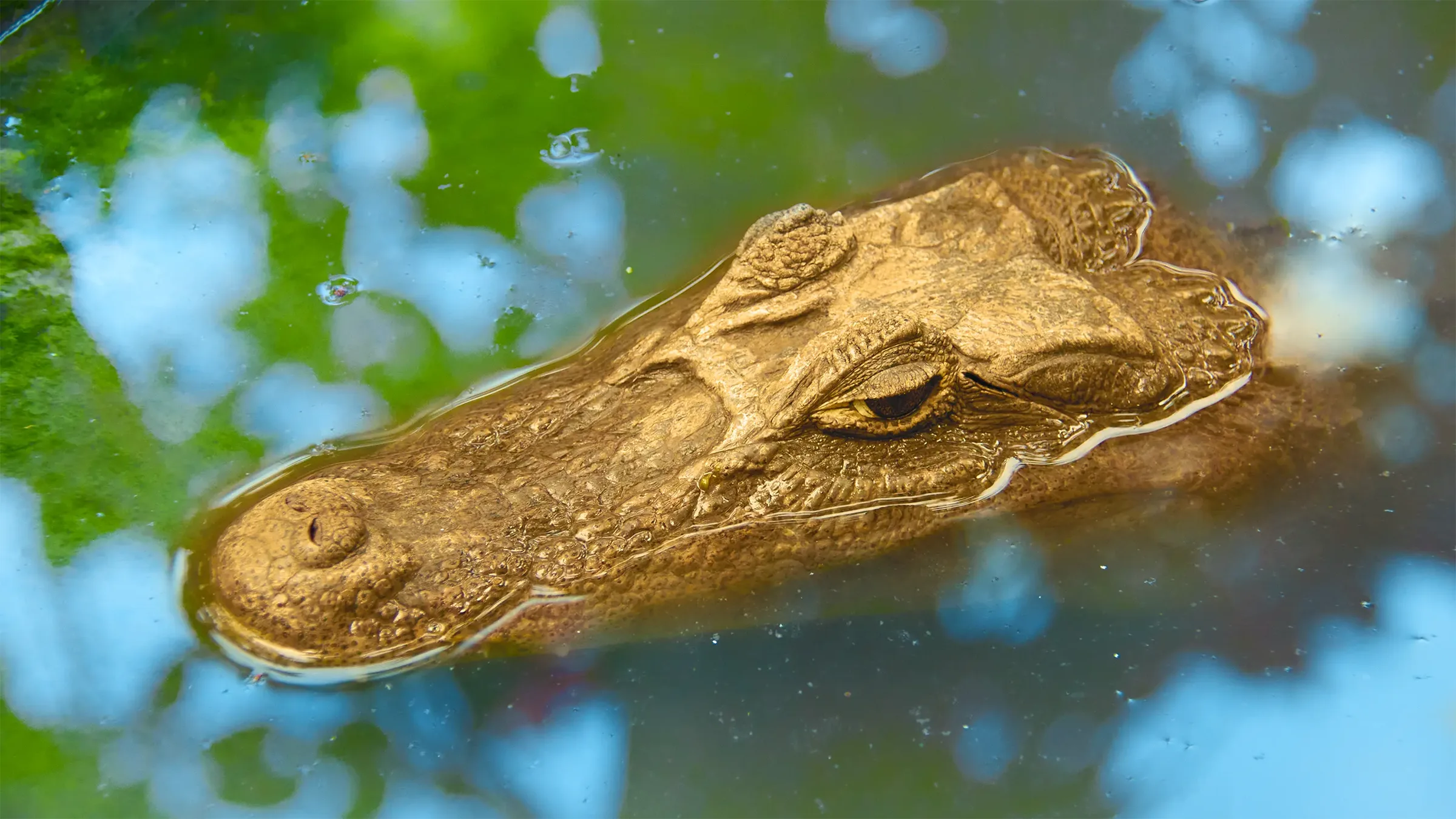 The Golden Lizard | Tales and Legends of Honduras